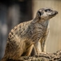 Junior Zoo Keeper Oxfordshire - Meerkat